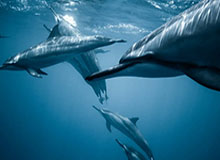 关于期权期货论文题目，期权的论文